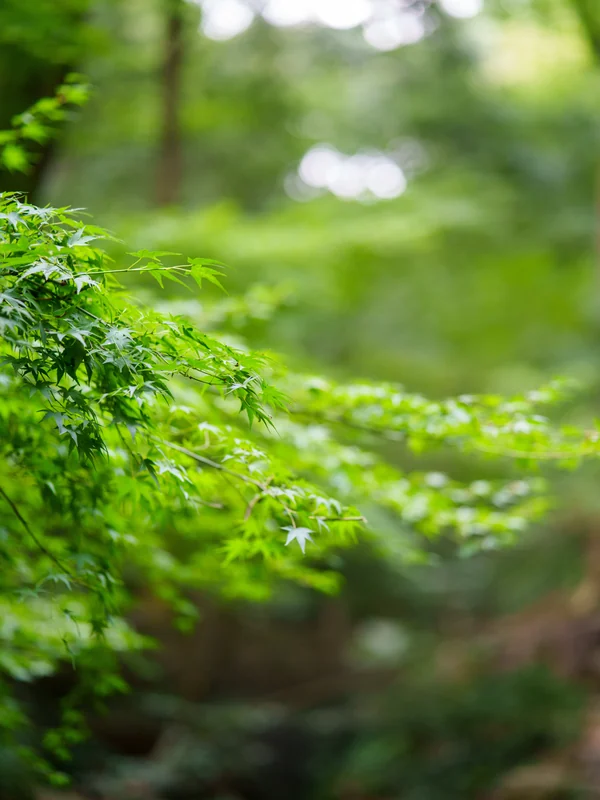 Fresh green leaves with softly blurred foliage behind them.