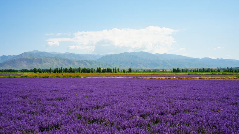 Rows of purple flowers extending toward distant mountains.