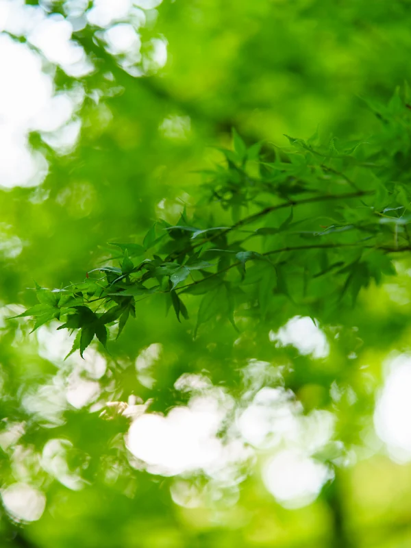Sunlight shining through translucent green leaves.