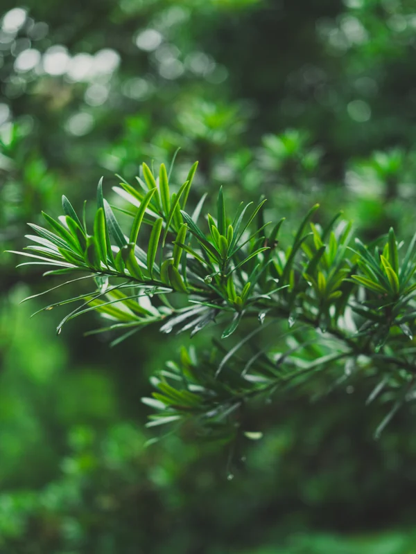 Dark green needle-like leaves catching small highlights.